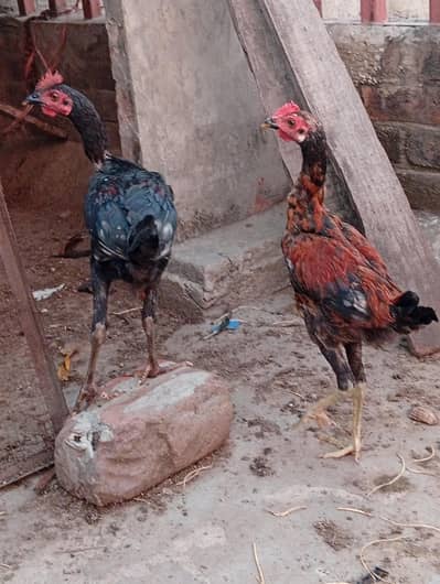 male aseel