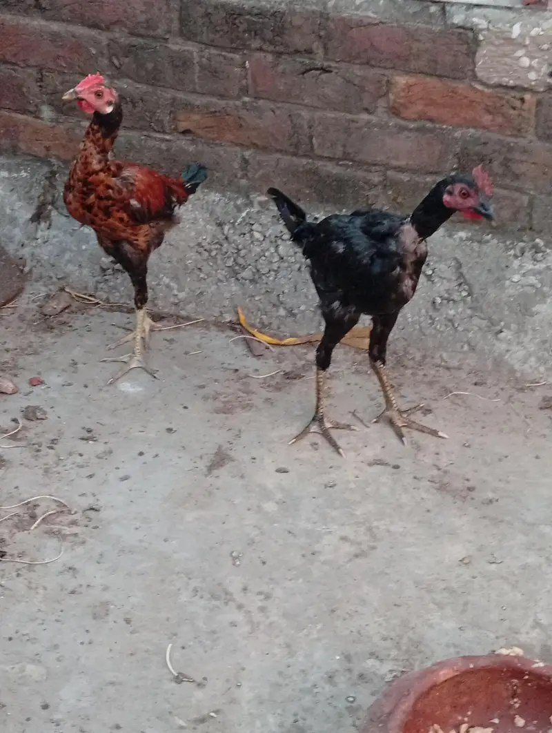 male aseel — photo 3