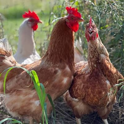 Pair Hens for Sale Urgent