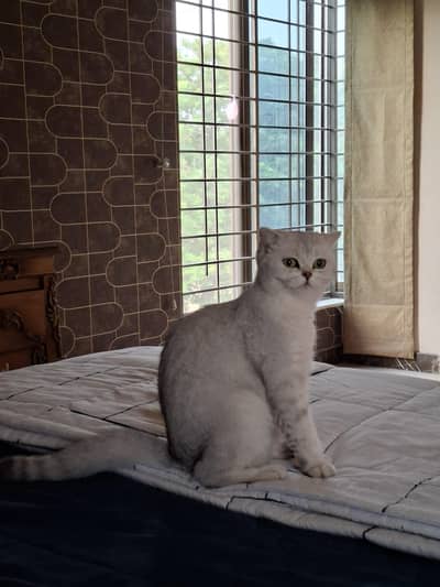 Scottish Fold Female Cat