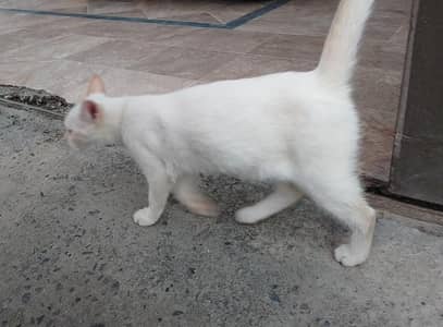 Urgent sale PERSIAN CAT