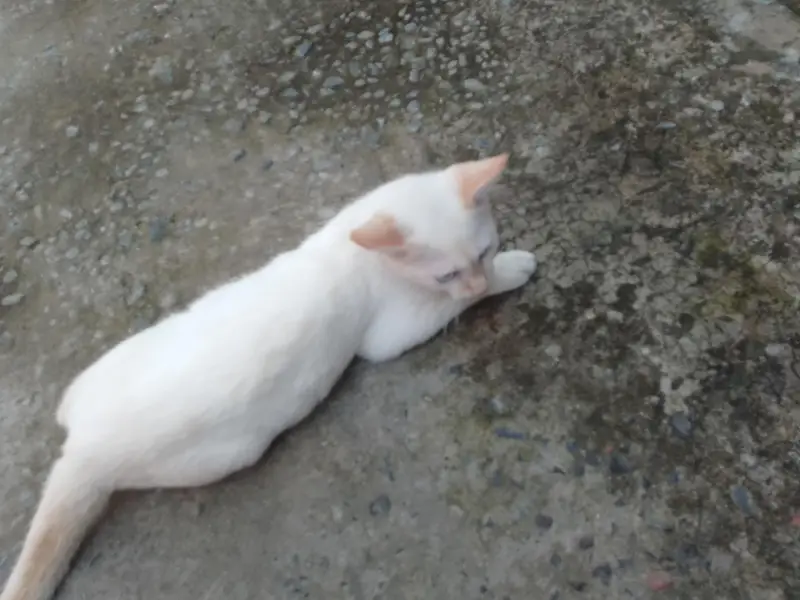 Urgent sale PERSIAN CAT — photo 3