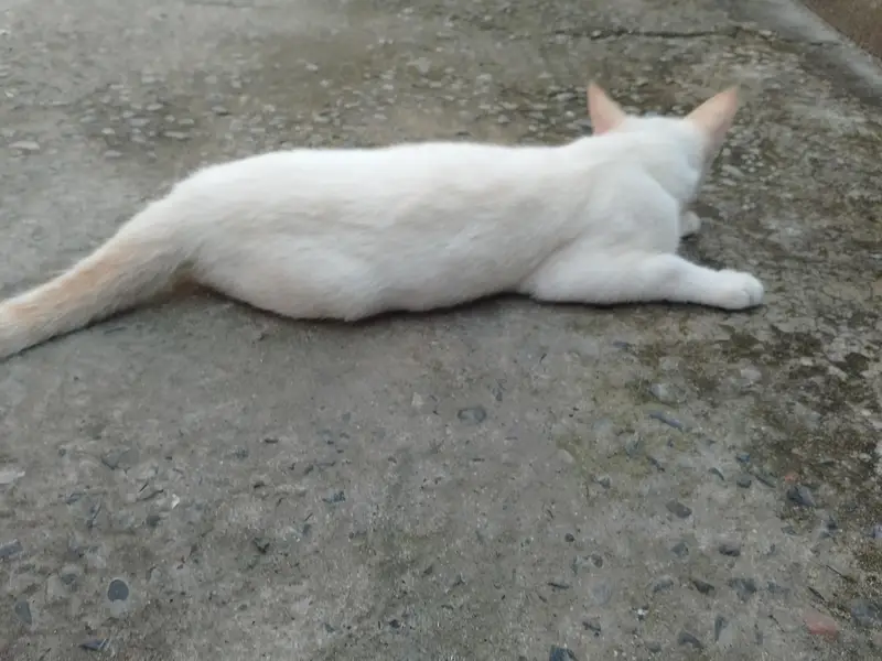 Urgent sale PERSIAN CAT — photo 4