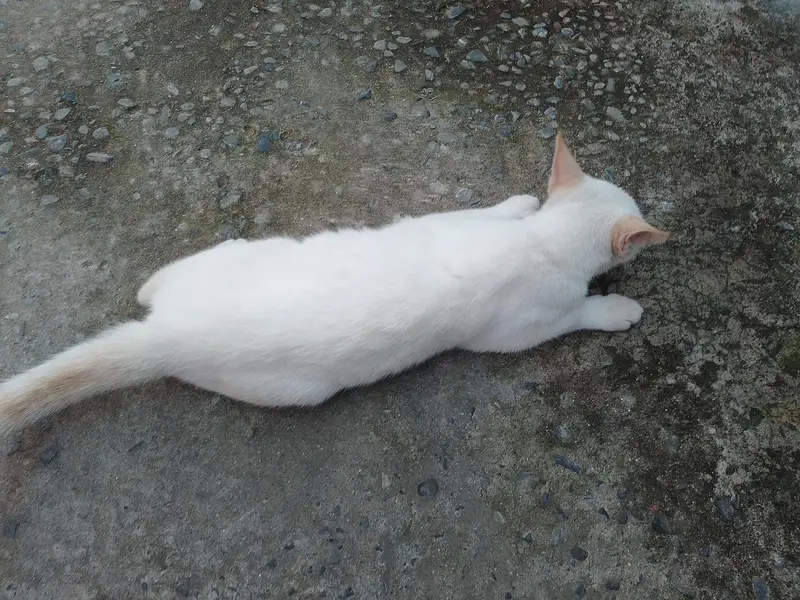 Urgent sale PERSIAN CAT — photo 5