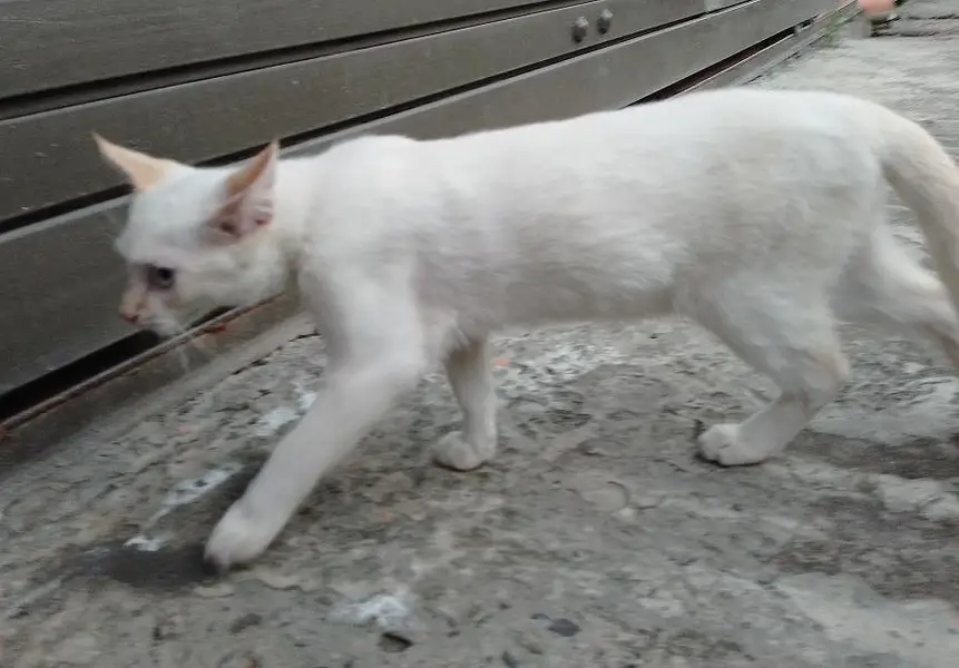 Urgent sale PERSIAN CAT — photo 6