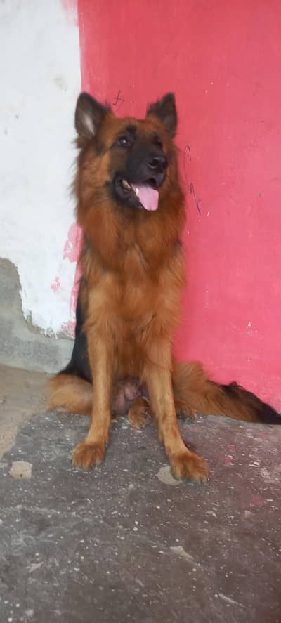 German shepherd female