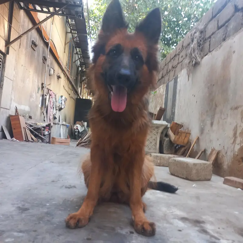 German shepherd female — photo 3