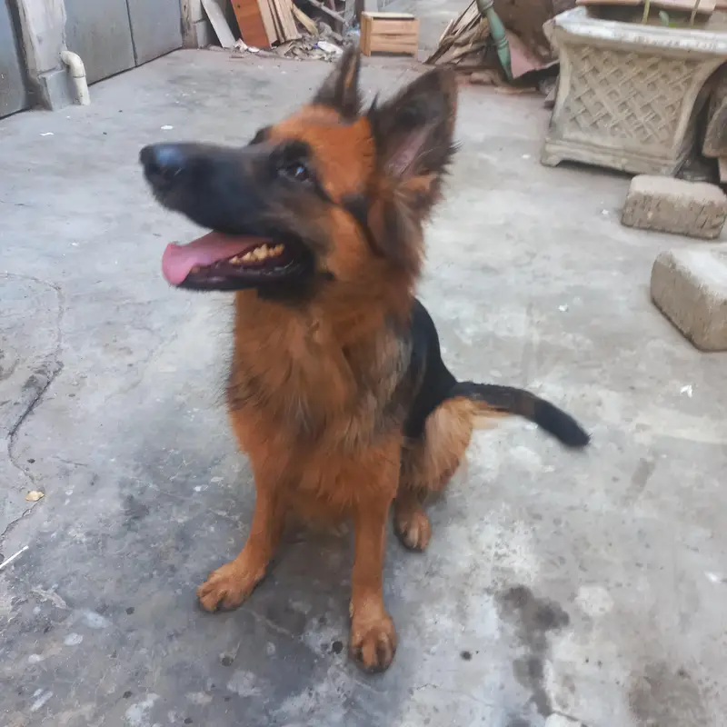 German shepherd female — photo 4