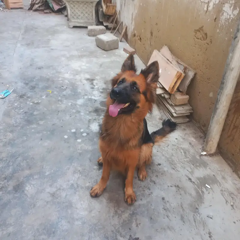 German shepherd female — photo 5