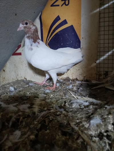 baby pigeon
