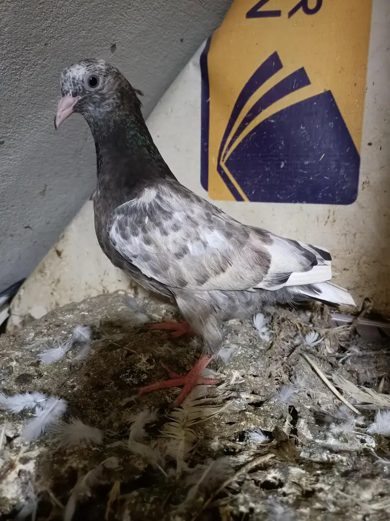 baby pigeon — photo 2
