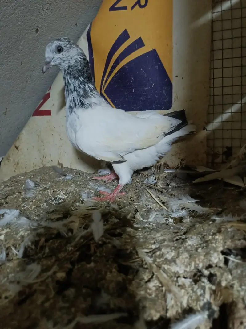 baby pigeon — photo 3
