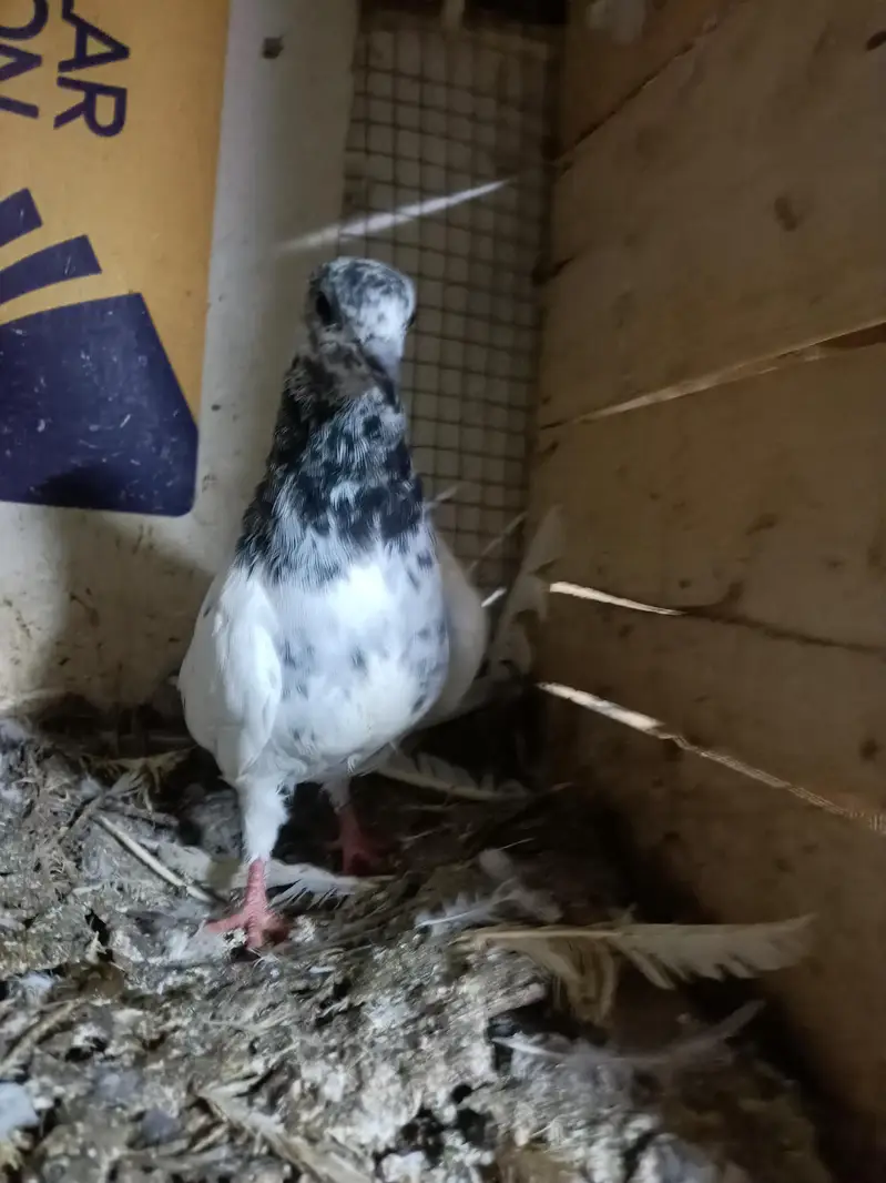 baby pigeon — photo 4