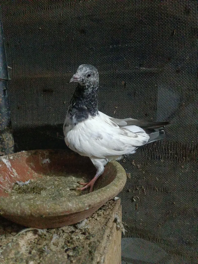 baby pigeon — photo 5