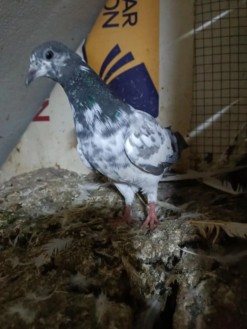 baby pigeon — photo 6