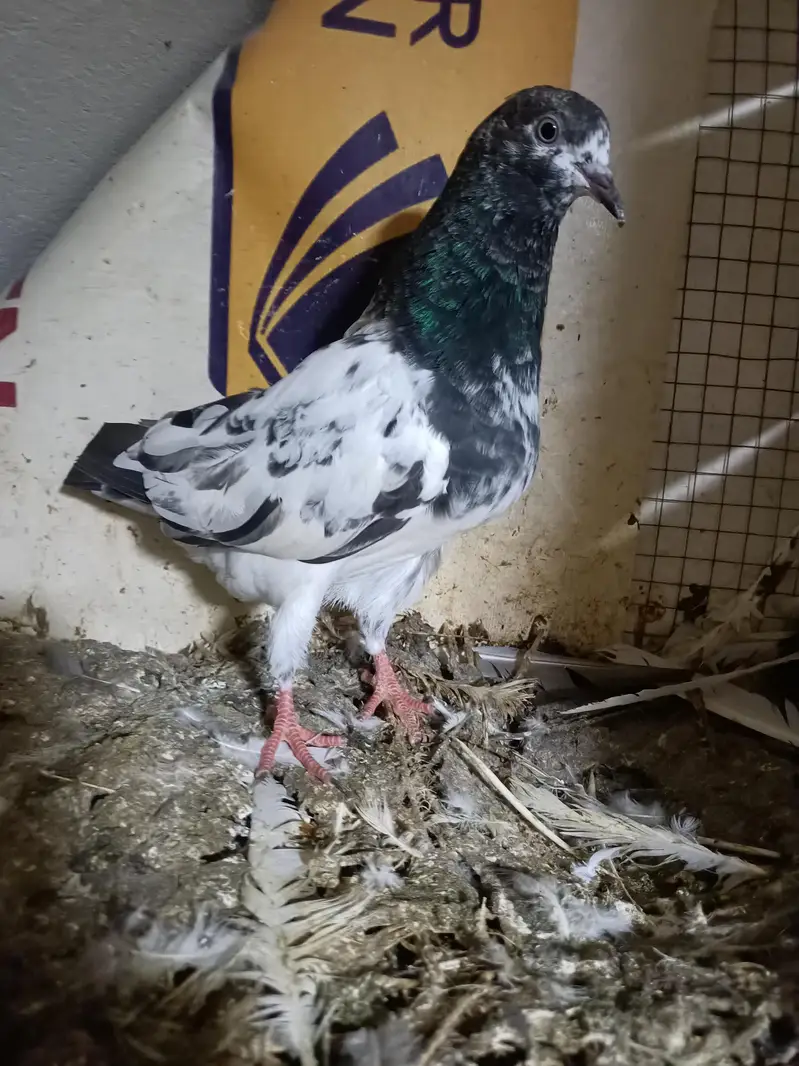 baby pigeon — photo 7
