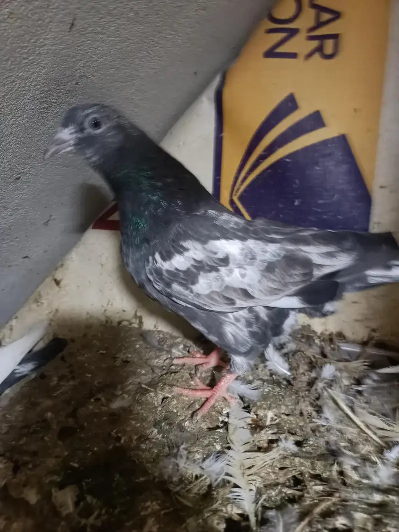 baby pigeon — photo 8