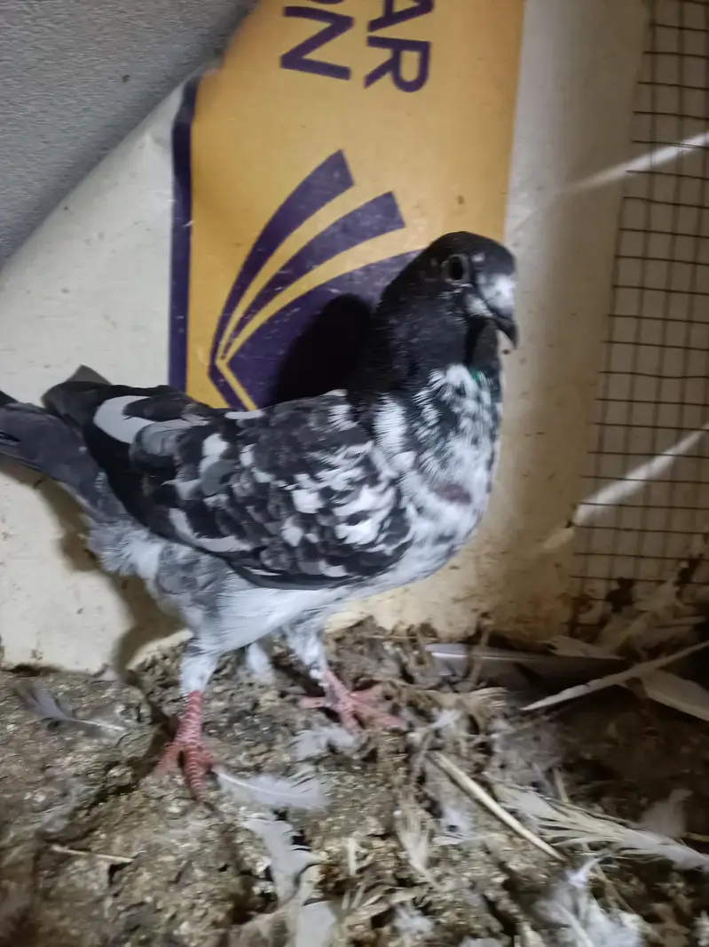 baby pigeon — photo 9