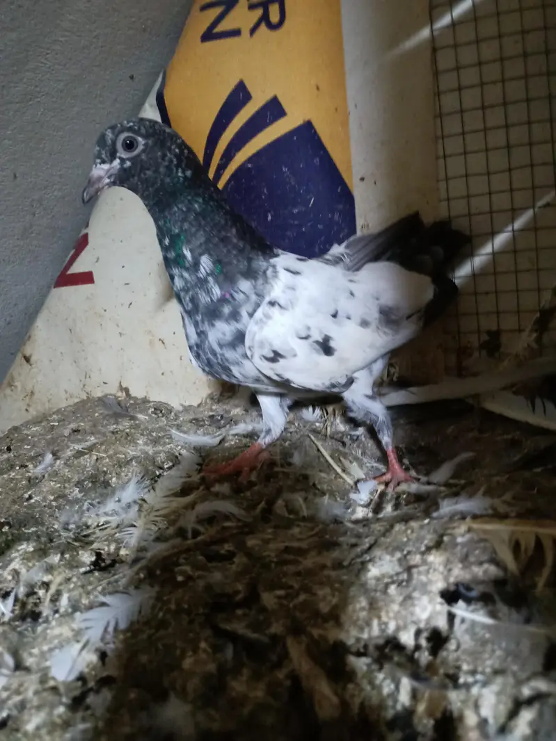 baby pigeon — photo 10