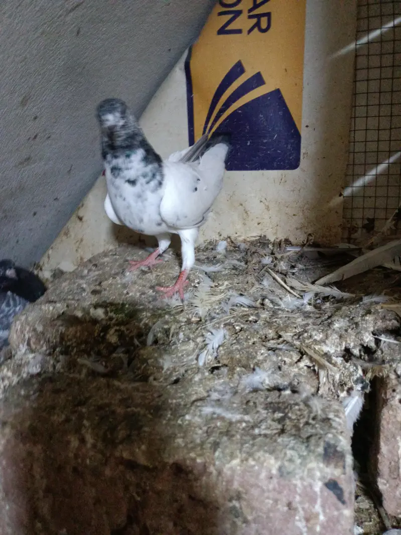baby pigeon — photo 11