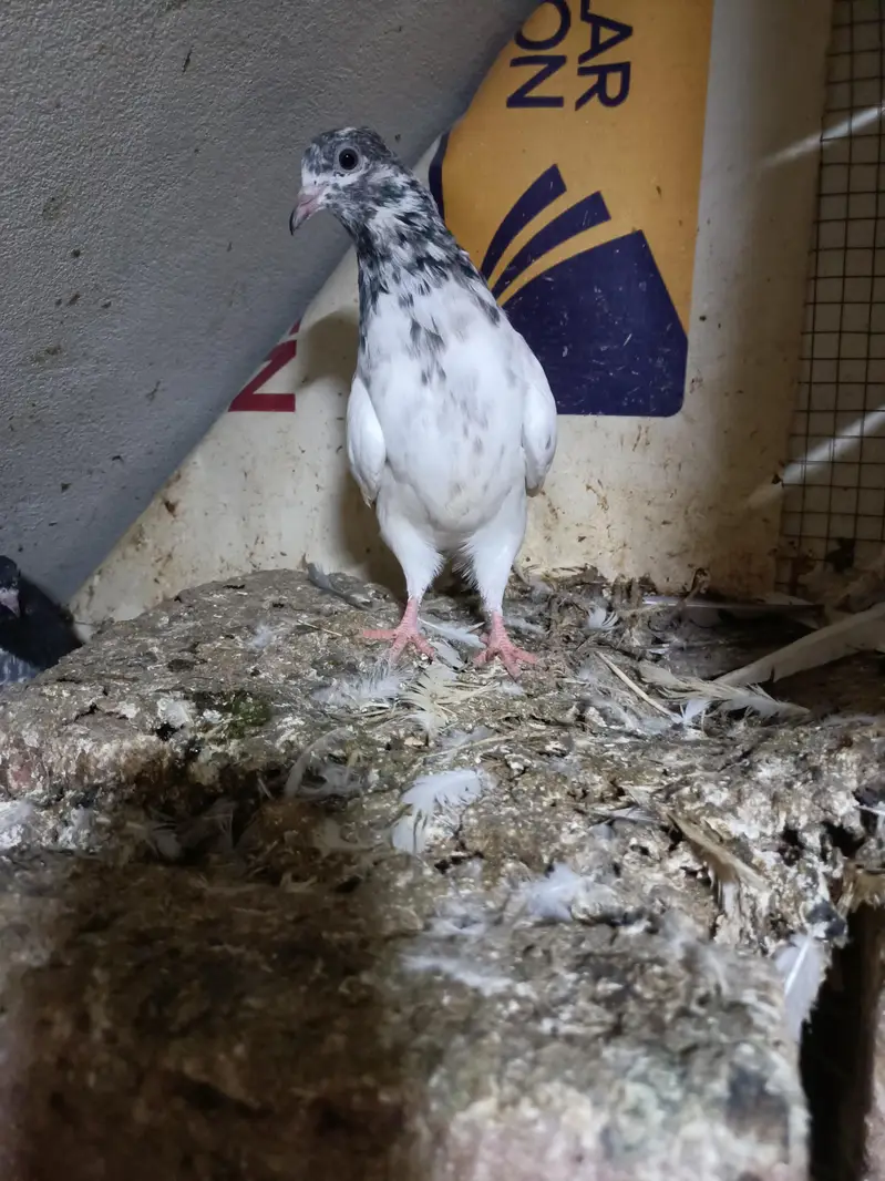 baby pigeon — photo 12