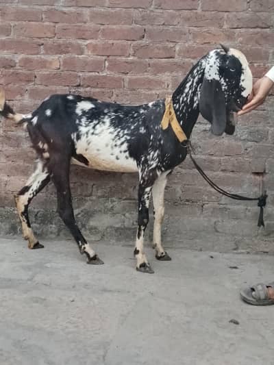 Goat for sale female goat 03016121439