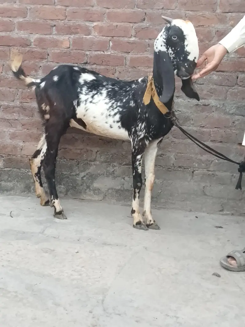Goat for sale female goat 03016121439 — photo 2