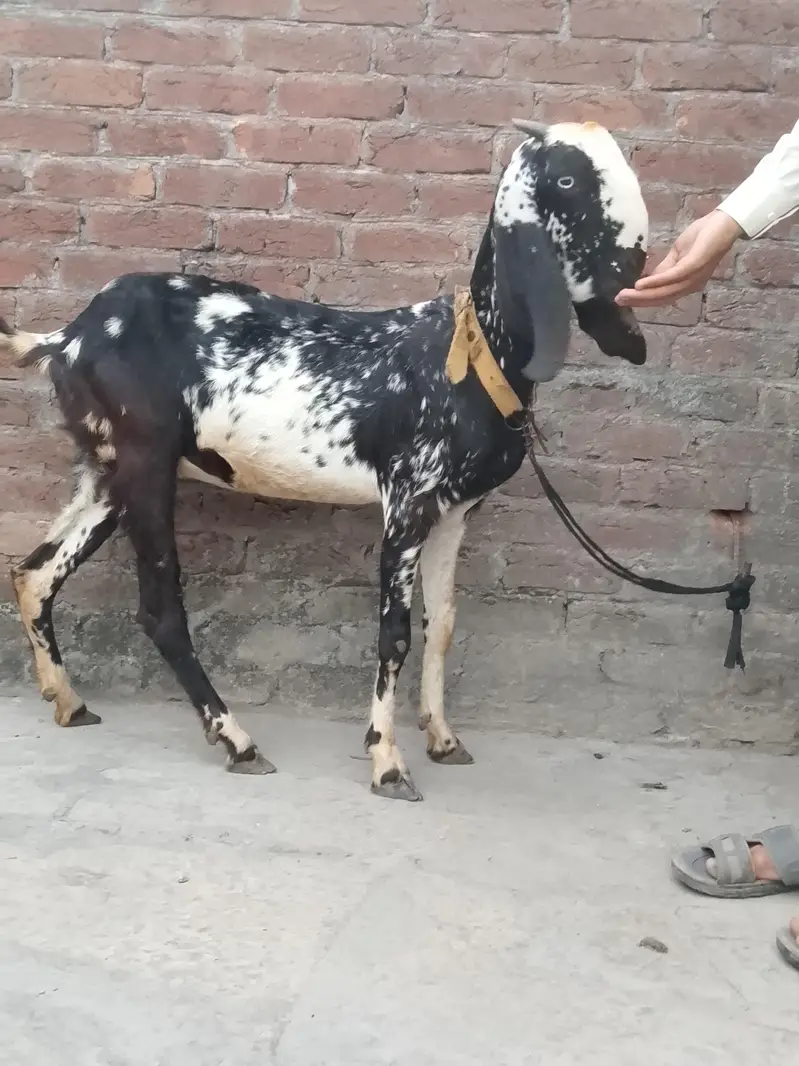 Goat for sale female goat 03016121439 — photo 3