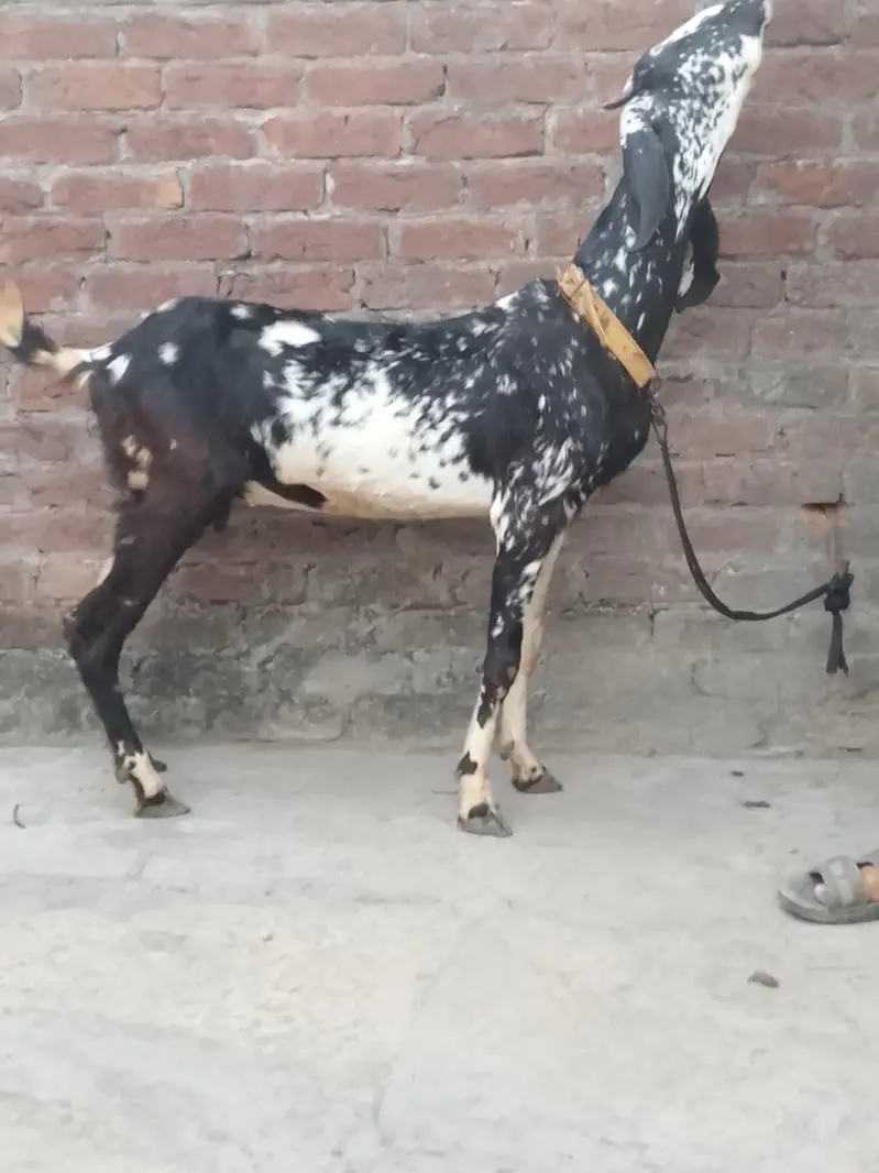 Goat for sale female goat 03016121439 — photo 4