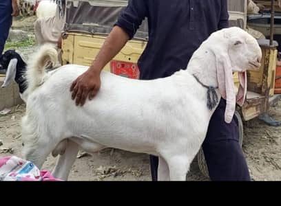 gulabi bakra jumbo size kheera