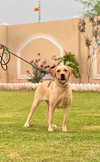 Labrador female for sale
