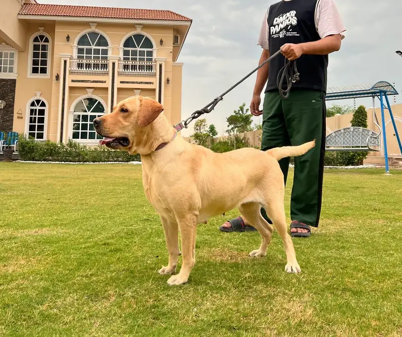 Labrador female for sale — photo 2