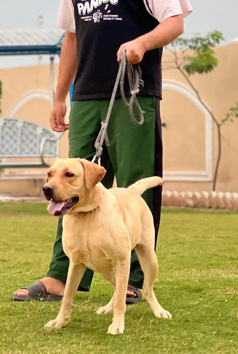Labrador female for sale — photo 3