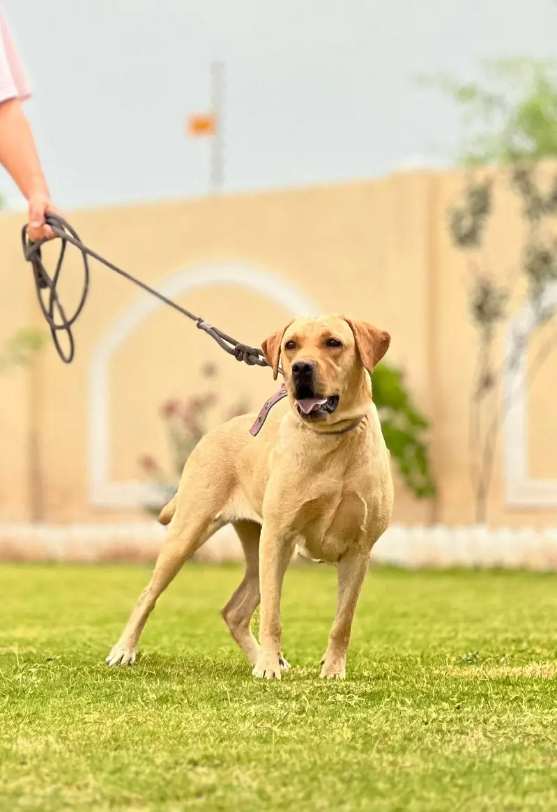 Labrador female for sale — photo 4
