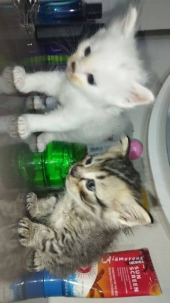 Persian Cats family