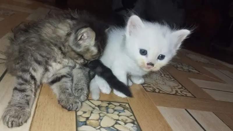 Persian Cats family — photo 2