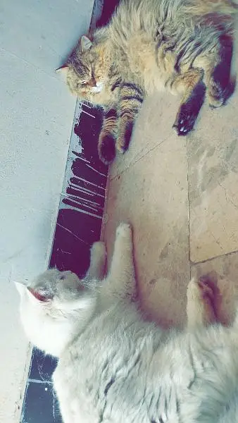 Persian Cats family — photo 4