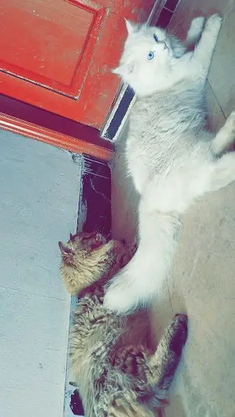 Persian Cats family — photo 5