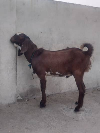 kamori Bakra 2 male 8 months