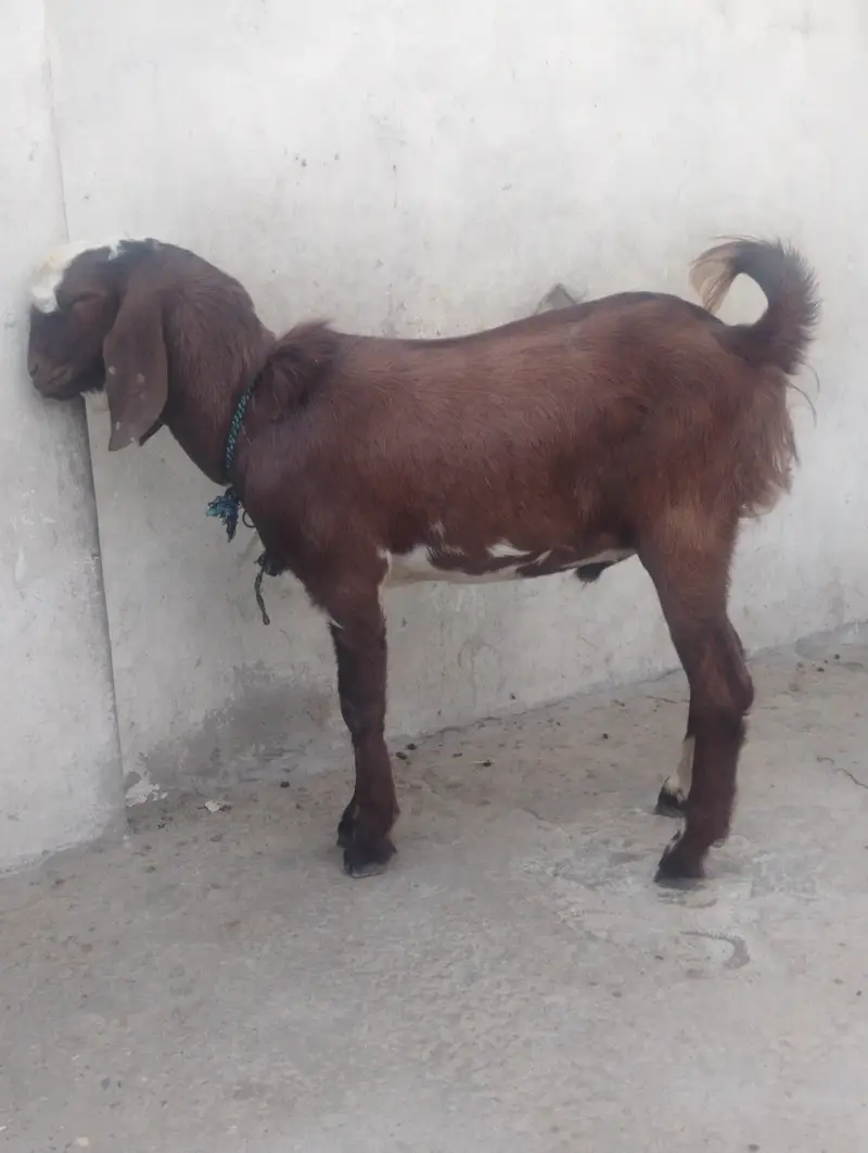 kamori Bakra 2 male 8 months — photo 6