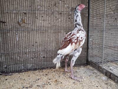 Urgent Sale