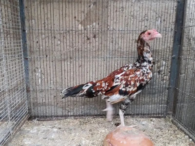 Urgent Sale — photo 2
