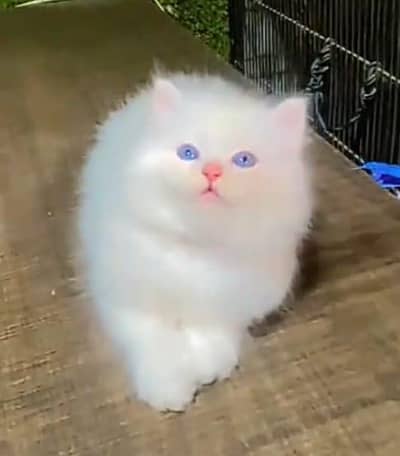 Persian cat for sale male or female my WhatsApp number03447870160