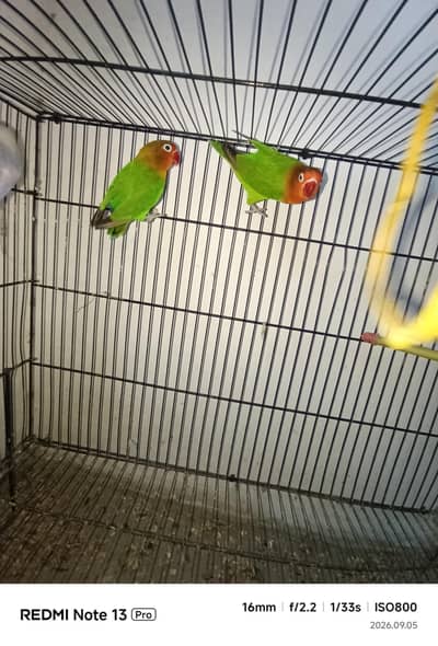 Orange hood opaline green love bird