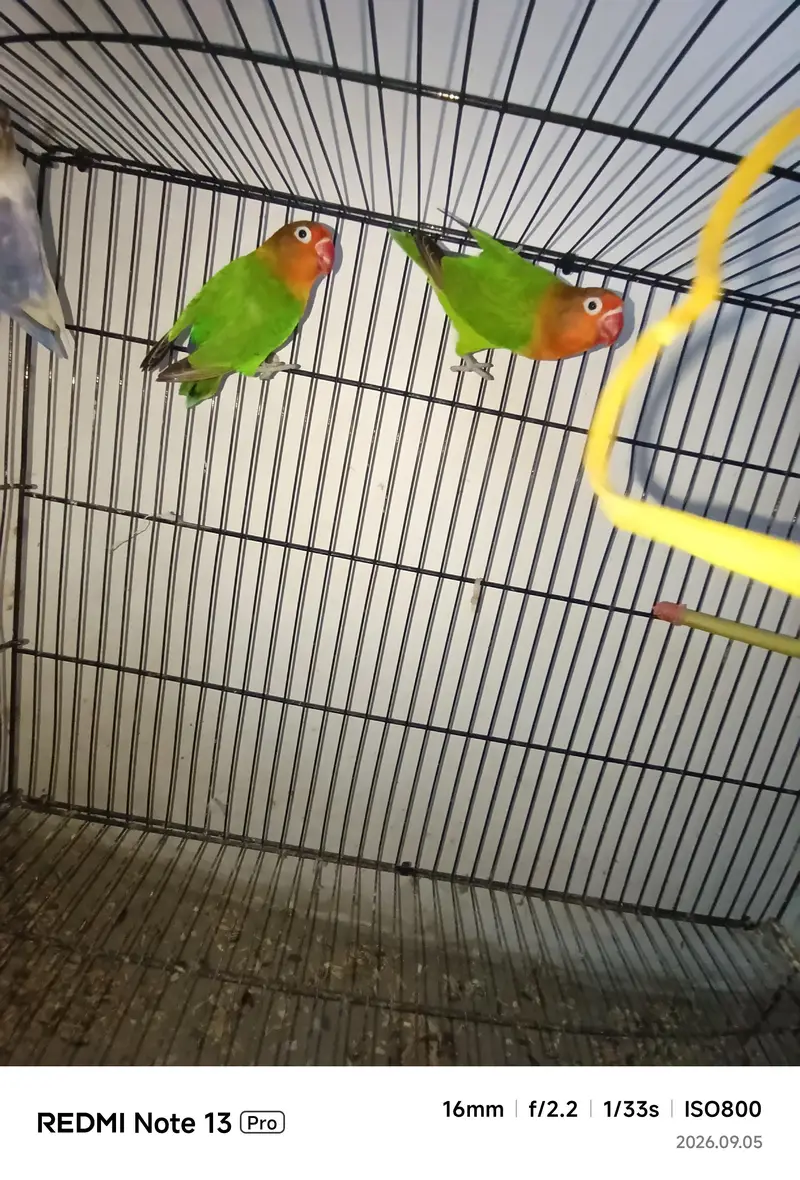 Love Birds Pair — photo 2