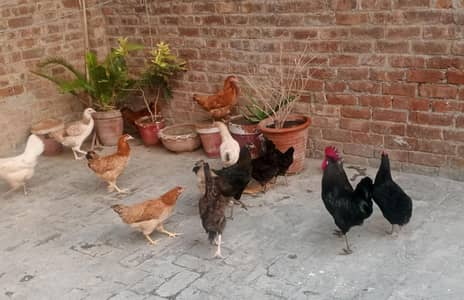 Golden Misri / Pure Desi Hens