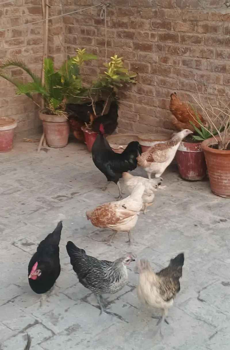 Golden Misri / Pure Desi Hens — photo 2