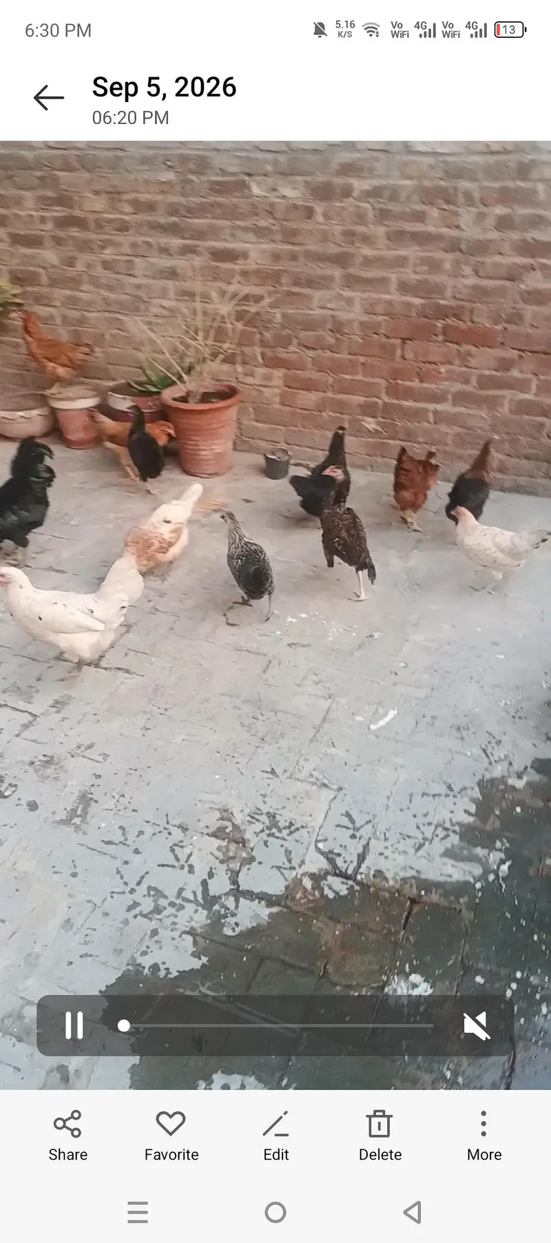 Golden Misri / Pure Desi Hens — photo 3