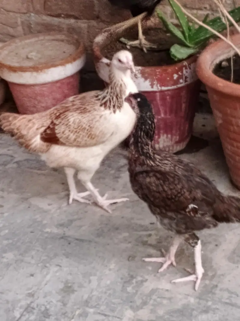 Golden Misri / Pure Desi Hens — photo 4