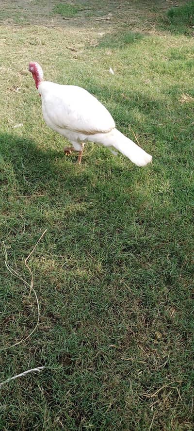 Pure White Turkey Breeder Pair - Fully Mature & Ready for Laying